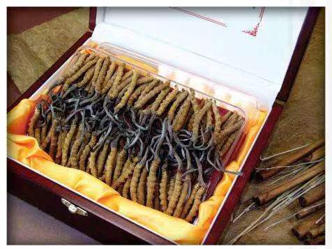 岳普湖冬虫夏草回收